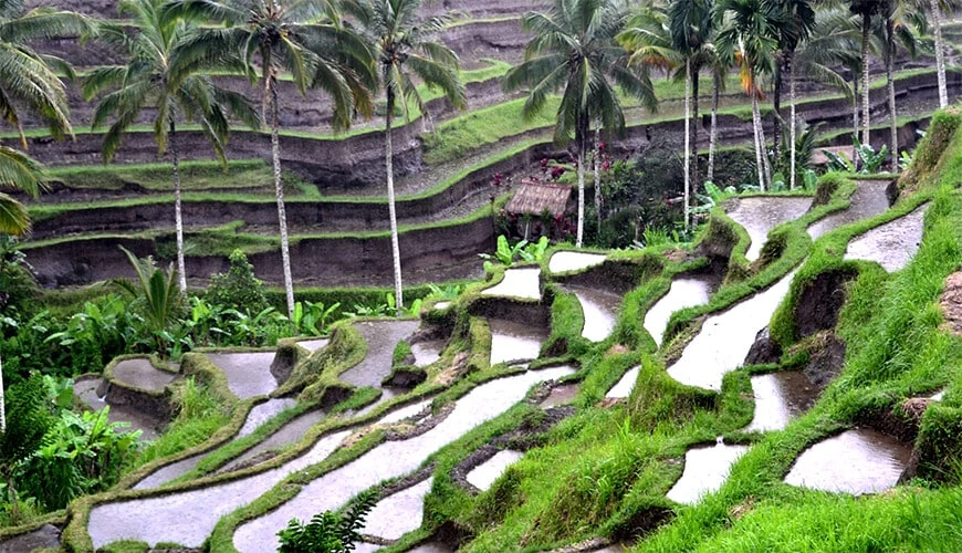 Bali
