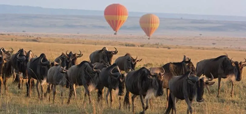 TANZANIA PRIVATE SAFARI