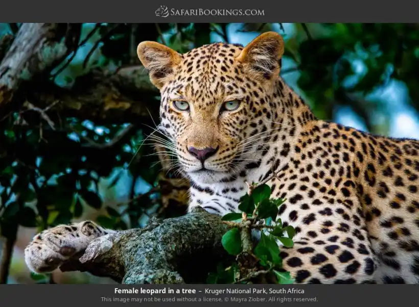 Kruger National Park Safari-South Africa