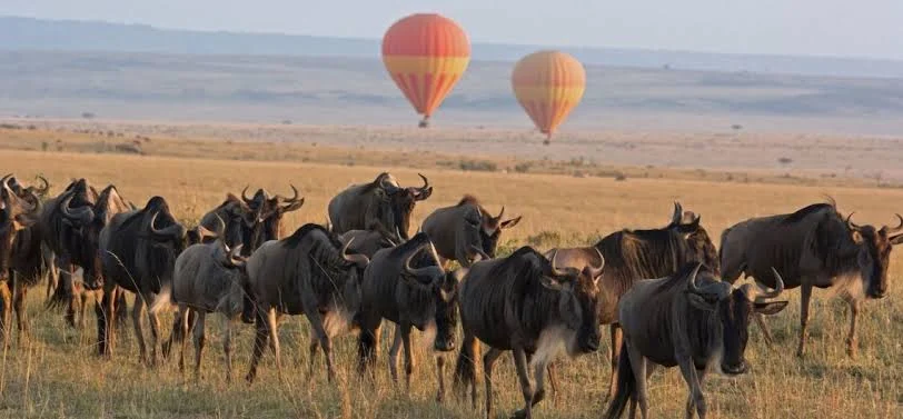 Tanzania - safari