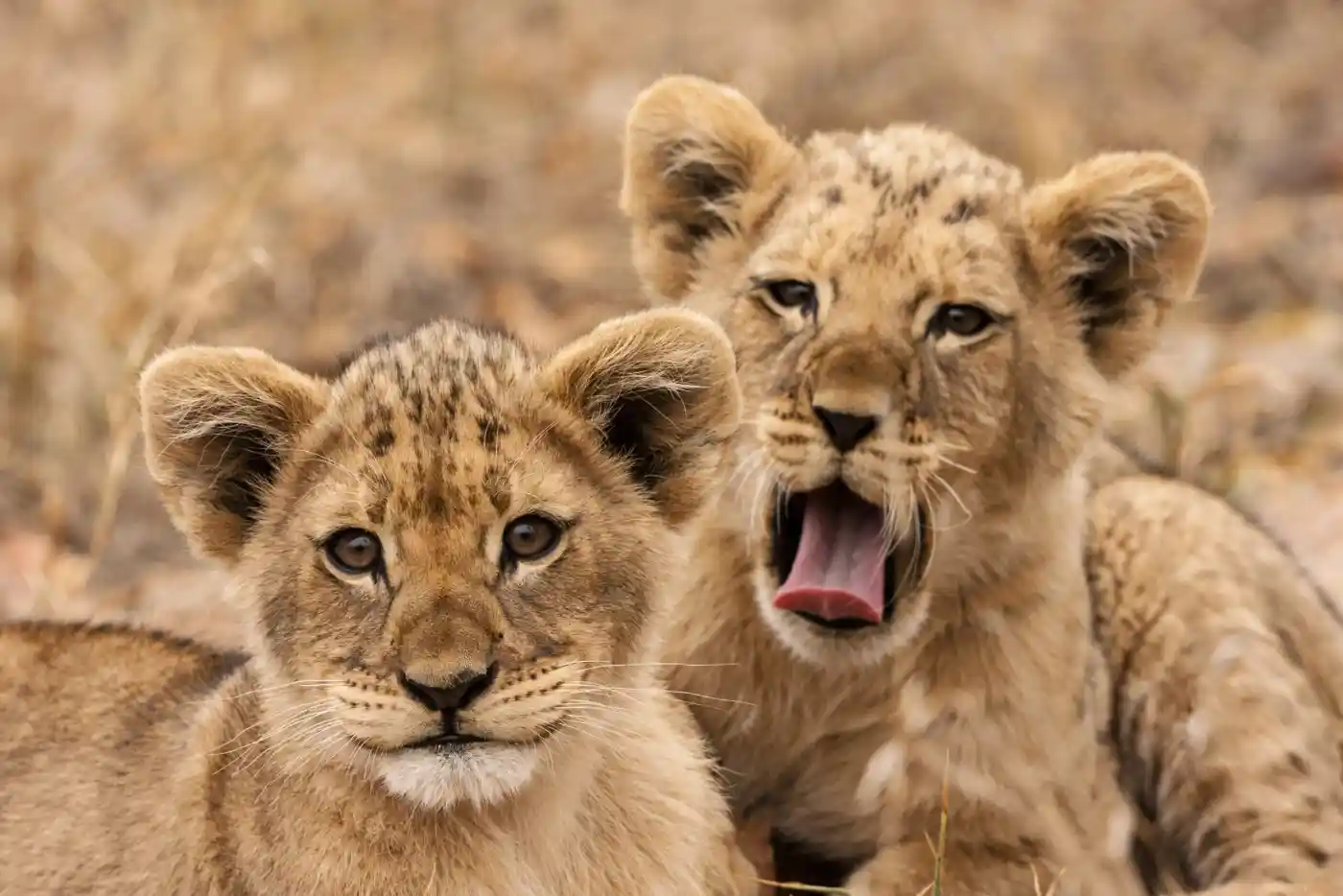 WILDLIFE